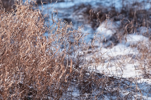 Winter forest landscape. Tall trees under snow cover. January frosty day in park.