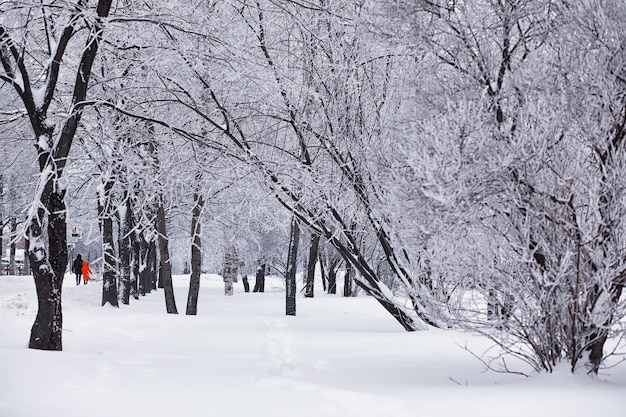 Зимний лесной пейзаж. Высокие деревья под снежным покровом. Январский морозный день в парке.