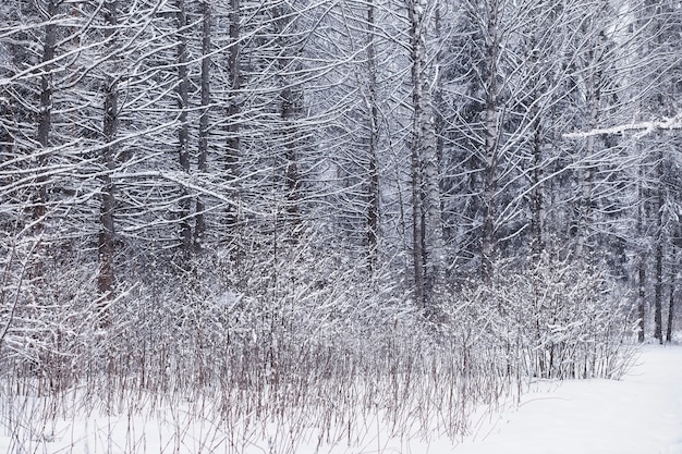 Winter forest landscape. Tall trees under snow cover. January frosty day in park.