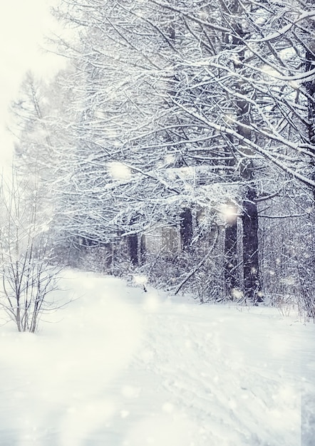 Winter forest landscape. Tall trees under snow cover. January frosty day in the park.