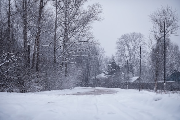 Winter forest landscape. Tall trees under snow cover. January frosty day in park.