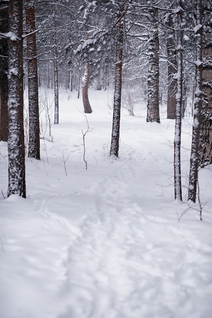 Winter forest landscape. Tall trees under snow cover. January frosty day in park.