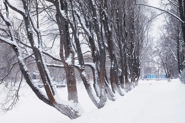 冬の森の風景。雪に覆われた背の高い木々。公園で1月の凍るような日。