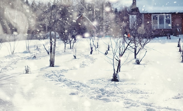 Winter forest landscape. Tall trees under snow cover. January frosty day in the park.