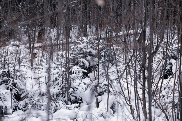 冬の森の風景。雪に覆われた背の高い木々。公園で1月の凍るような日。