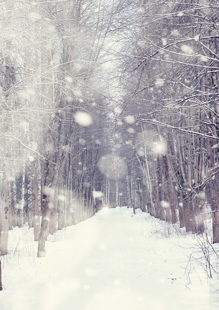 Winter forest landscape. Tall trees under snow cover. January frosty day in the park.