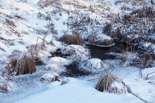 Winter forest landscape. Tall trees under snow cover. January frosty day in park.