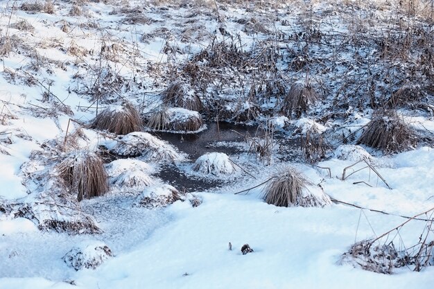 冬の森の風景。雪に覆われた背の高い木々。公園で1月の凍るような日。