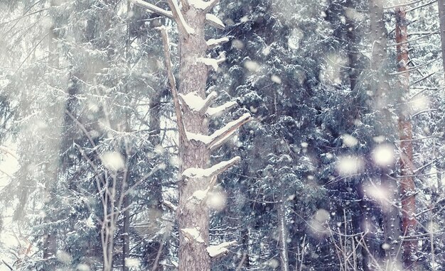 冬の森の風景。雪に覆われた背の高い木々。公園で1月の凍るような日。