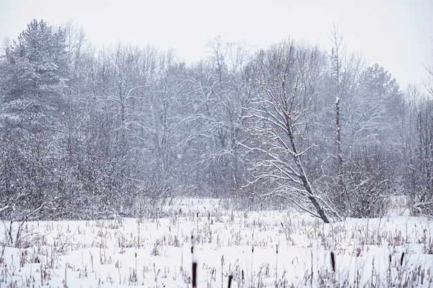 Winter forest landscape. Tall trees under snow cover. January frosty day in park.