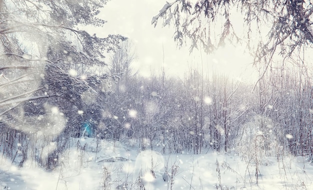 겨울 숲 풍경입니다. 눈 덮인 키가 큰 나무. 공원에서 1 월 서리가 내린 날.