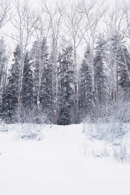 Winter forest landscape. Tall trees under snow cover. January frosty day in the park.