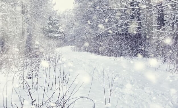 冬の森の風景。雪に覆われた背の高い木々。公園で1月の凍るような日。