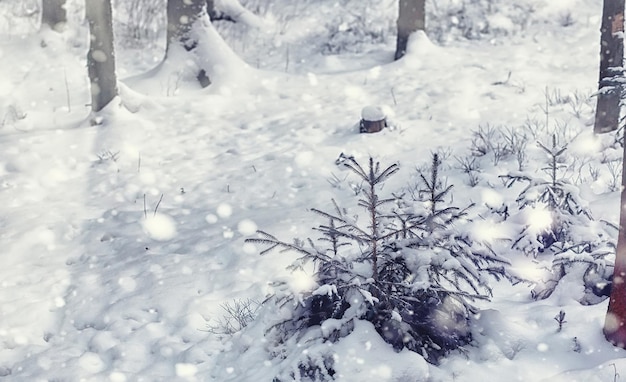 Winter forest landscape. Tall trees under snow cover. January frosty day in the park.