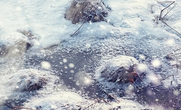 冬の森の風景。雪に覆われた背の高い木々。公園で1月の凍るような日。