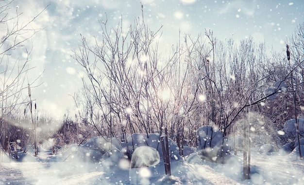 冬の森の風景。雪に覆われた背の高い木々。公園で1月の凍るような日。