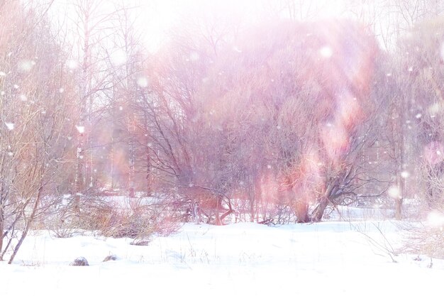 Winter forest landscape. Tall trees under snow cover. January frosty day in park.