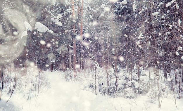 Winter forest landscape. Tall trees under snow cover. January frosty day in the park.