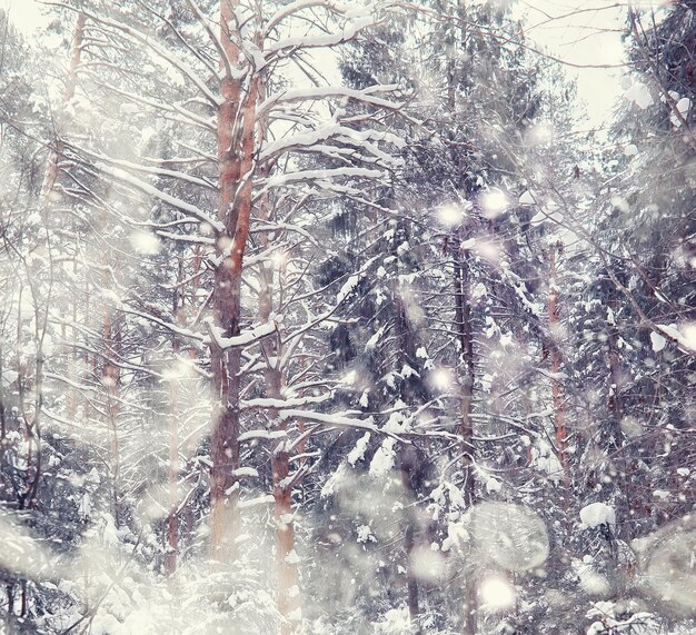 冬の森の風景。雪に覆われた背の高い木々。公園で1月の凍るような日。