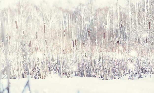 겨울 숲 풍경입니다. 눈 덮인 키 큰 나무. 공원에서 1 월 서리가 내린 날.