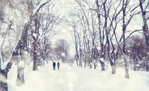 Winter forest landscape. Tall trees under snow cover. January frosty day in the park.