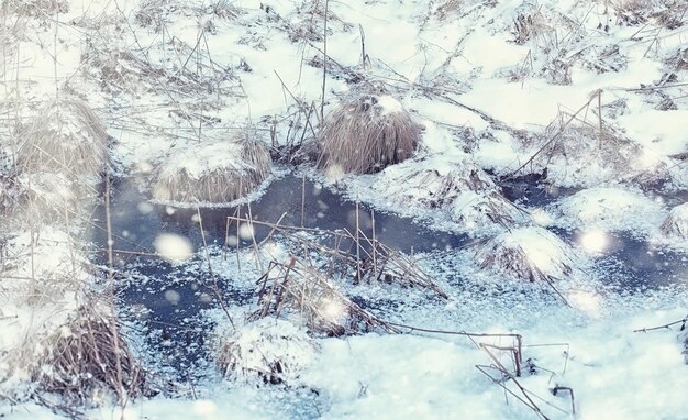 Paesaggio forestale invernale. alberi ad alto fusto sotto il manto nevoso. giornata gelida di gennaio nel parco.