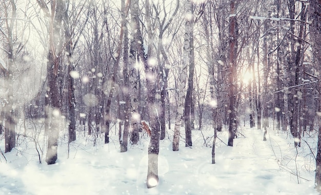 Winter forest landscape Tall trees under snow cover January frosty day in the park