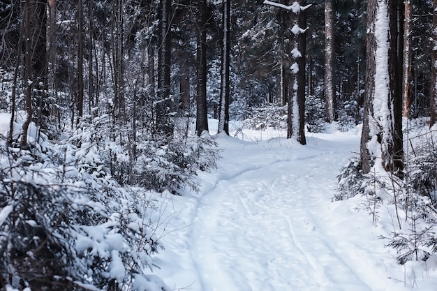 写真 冬の森の風景。雪に覆われた背の高い木々。公園で1月の凍るような日。