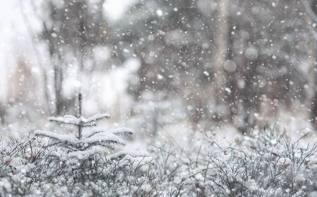 Winter forest. Landscape of winter forest on a sunny day. Snow-covered trees and Christmas trees in the forest. Branches under the snow. Bad snowy weather cold day.