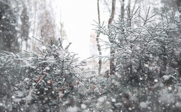 冬の森。晴れた日の冬の森の風景。雪に覆われた木々や森の木々。雪の下で枝。悪天候の寒い日。