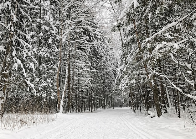 Winter forest landscape with snow-covered trees