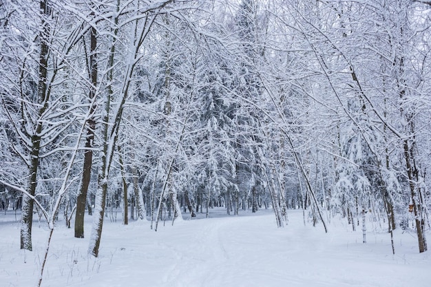 Winter forest landscape with snow