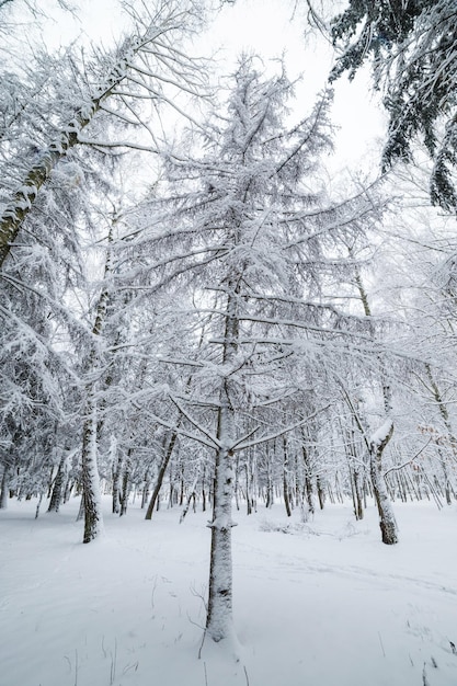 雪のある冬の森の風景