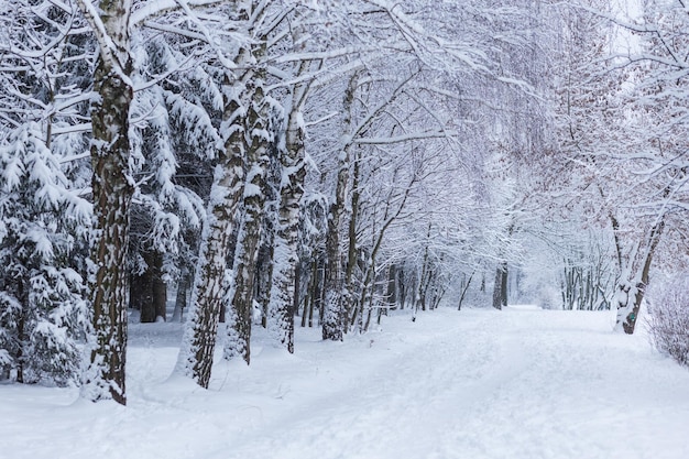 雪のある冬の森の風景