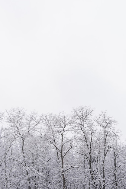 Зимний лесной пейзаж с деревьями под снегом Мирная сцена на открытом воздухе