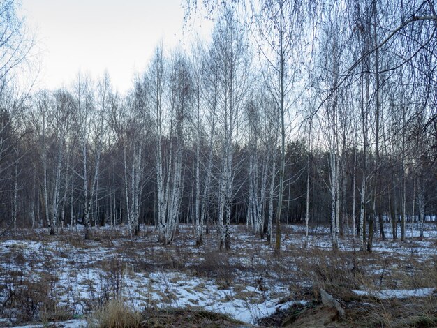 Winter forest Low lighting A thin layer of snow Birch Grove