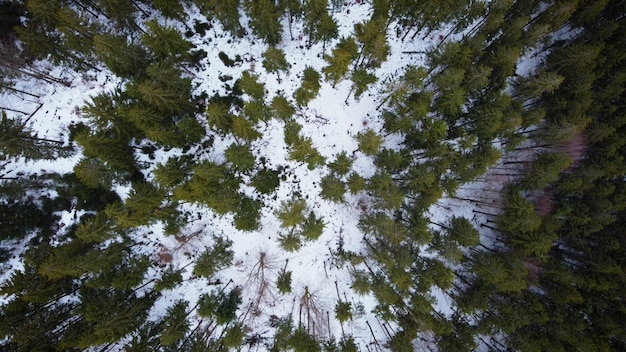 Winter forest in the mountains. spruce trees. top view.