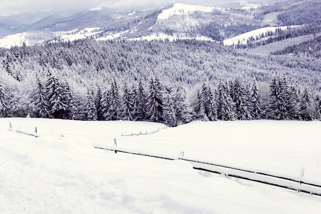 Winter forest in the mountains