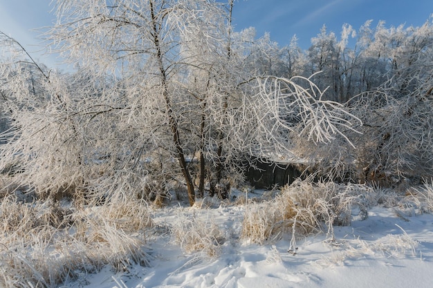 Winter forest oaks in the snow view of the snowy forest