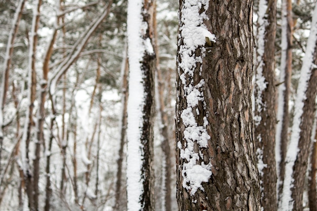 Winter forest. Pine forest in winter