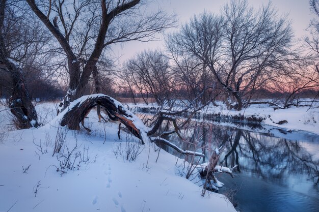 Winter forest on the river. Colorful landscape at sunset