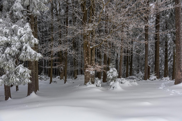 Winter forest and river in mountain region Winter vacations