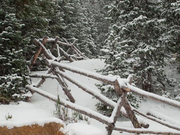 Foresta invernale al parco nazionale delle montagne rocciose.