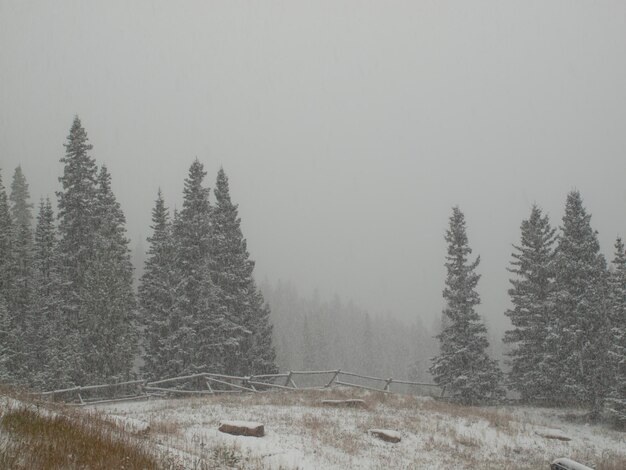 Winter forest at Rocky Mountain National Park.