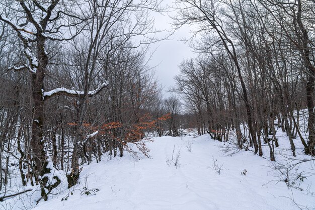 冬の森、雪に覆われた裸の木