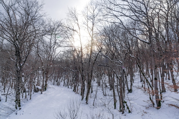 冬の森、雪に覆われた裸の木