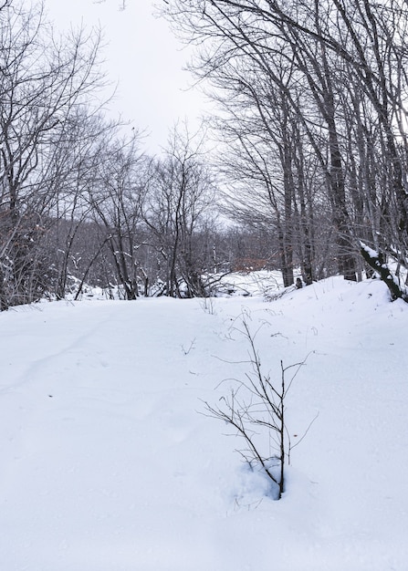 冬の森、雪に覆われた裸の木