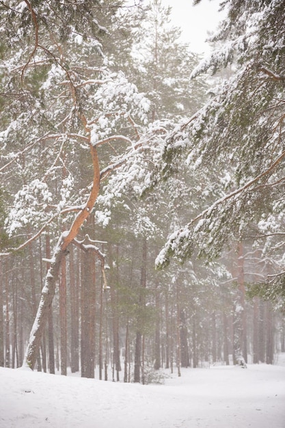 Winter in the forest Snow falling Winter and Christmas concept