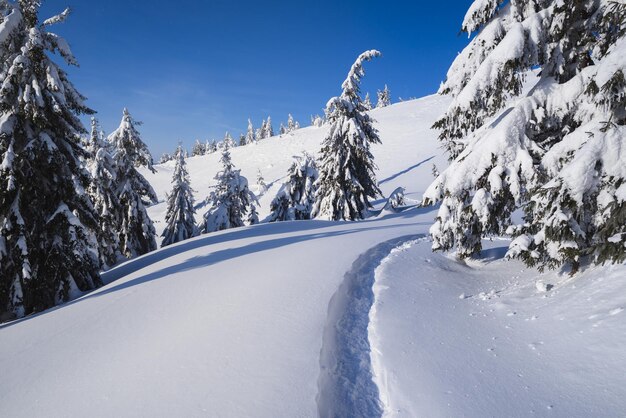 雪の冬の森。歩道のある山の風景。晴れた日と凍るような天気