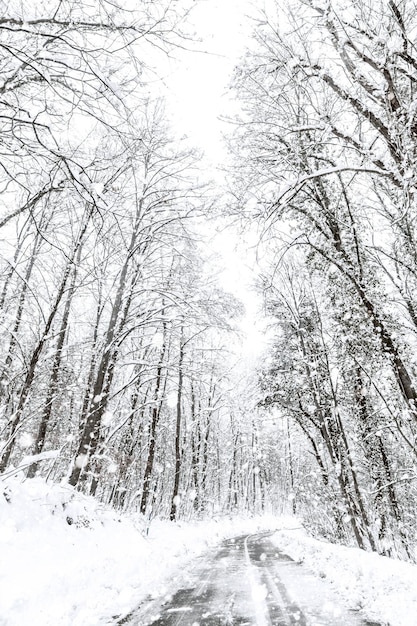 Winter forest snow road. Forest road winter snow view.